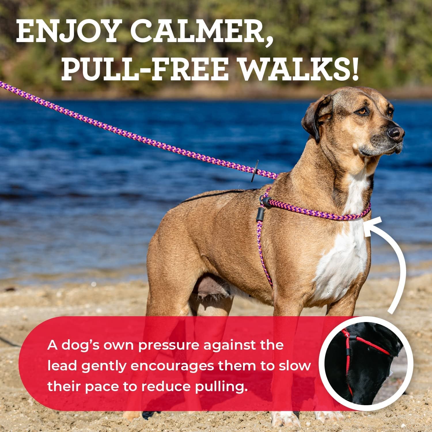 No Pull Dog Harness and Leash Set, anti Pull Dog Harness for All Breeds and Sizes, One-Piece Cushioned Rope Design Safely Prevents Escaping and Pulling (Small/Medium, Orange/Reflective)